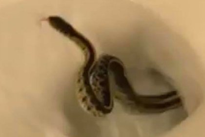 «Я знаю, что делать». Зеленскому помешал Дарт Вейдер - «В мире - видео»