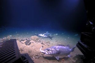 Умер Валерий Кокурин - «В мире - видео»