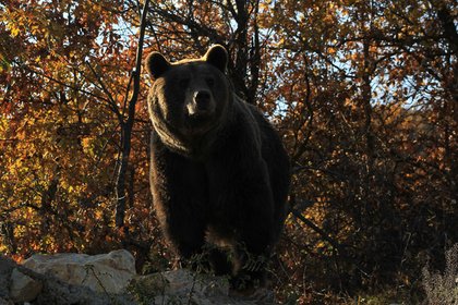В Анталье скончались десятки россиян - «Происшествия»
