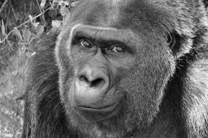 В СПЧ выступили с обращением из-за сомнительного митинга в Москве - «Общество»