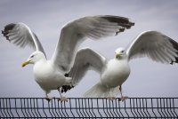 Убийцу Кеннеди пытались зарезать в тюрьме - «Происшествия»