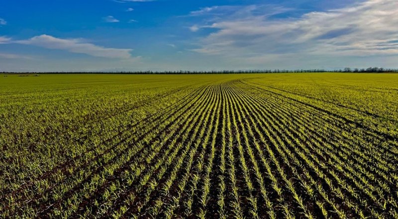 Аграрии Крыма перевыполнили план по севу озимых зерновых - «Новости Крыма»