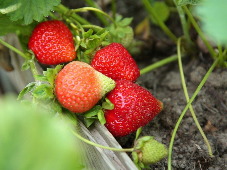 Эксперт рассказал, почему ранней весной опасно сыпать на грядки соду - «СМИ»