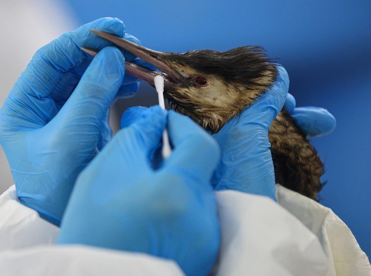 «Красные глаза и тяжелое дыхание»: волонтеры Туапсе рассказали о спасении покрытых мазутом бездомных животных и диких птиц - «СМИ»